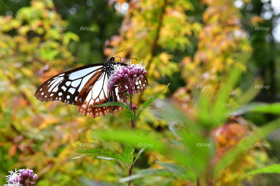 Nature, Butterfly, Summer, Outdoors, Garden