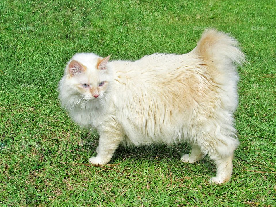 white siamese American bobtail manix cat