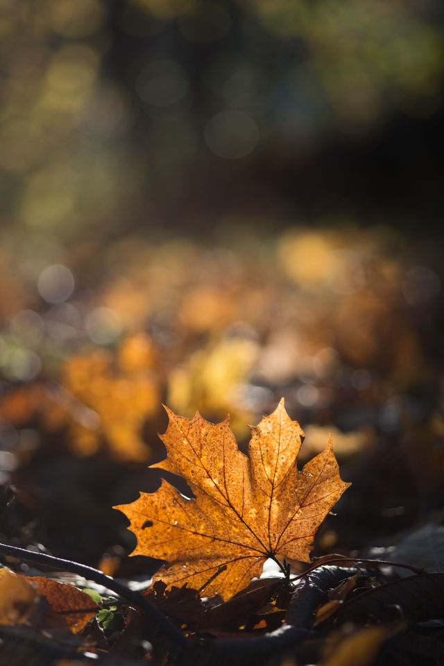 Autumn leaf on ground