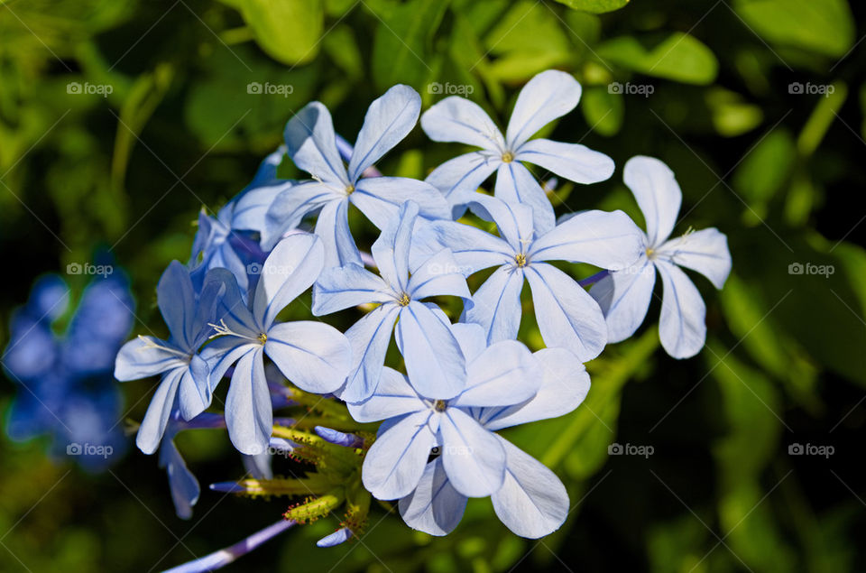 colorful blue Flowers 