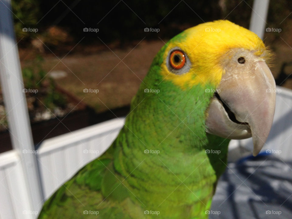 Parrot green