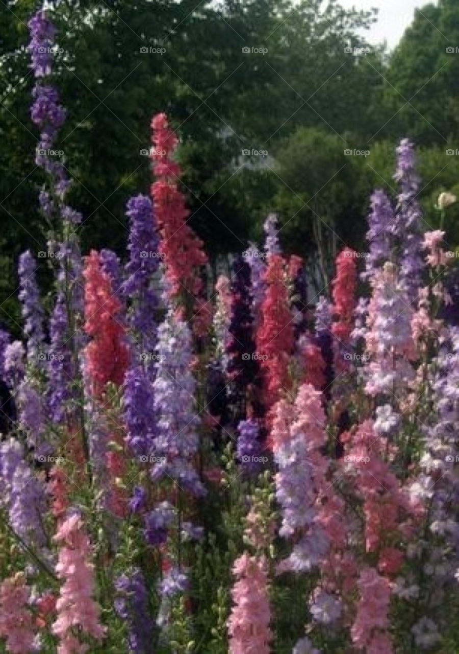 flowers garden plants pink by Amy