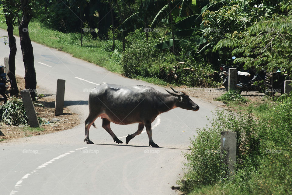 Buffalo walking on the street