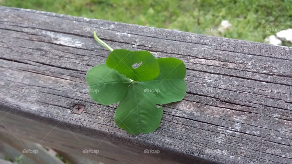 4 Leaf Clover  with heart.. found in back yard.