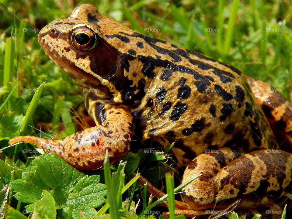 Frog in the green grass