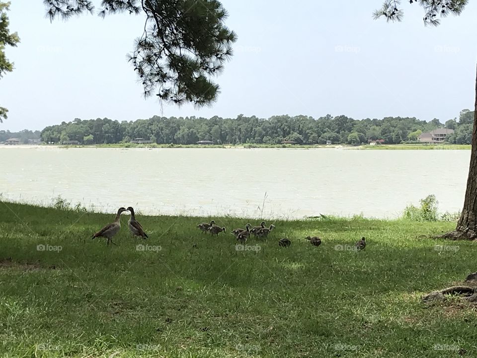 Ducks by a Lake