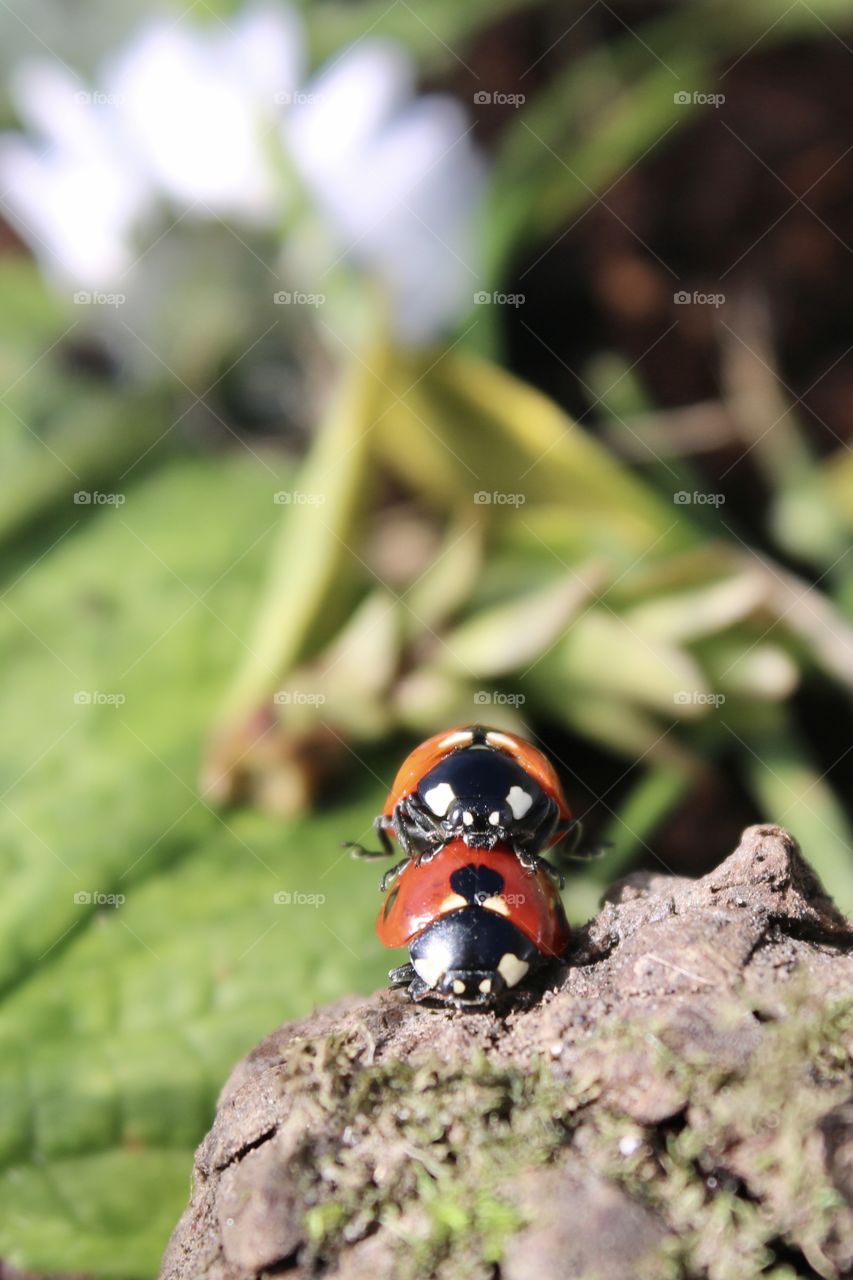 ladybugs