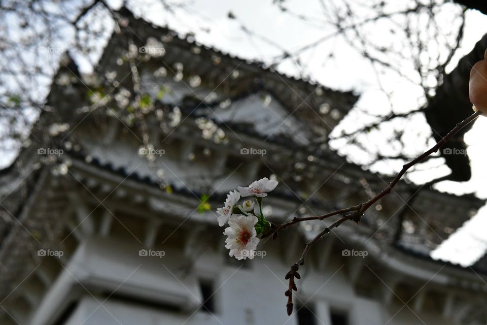 Himeji castle and a cherry blossom