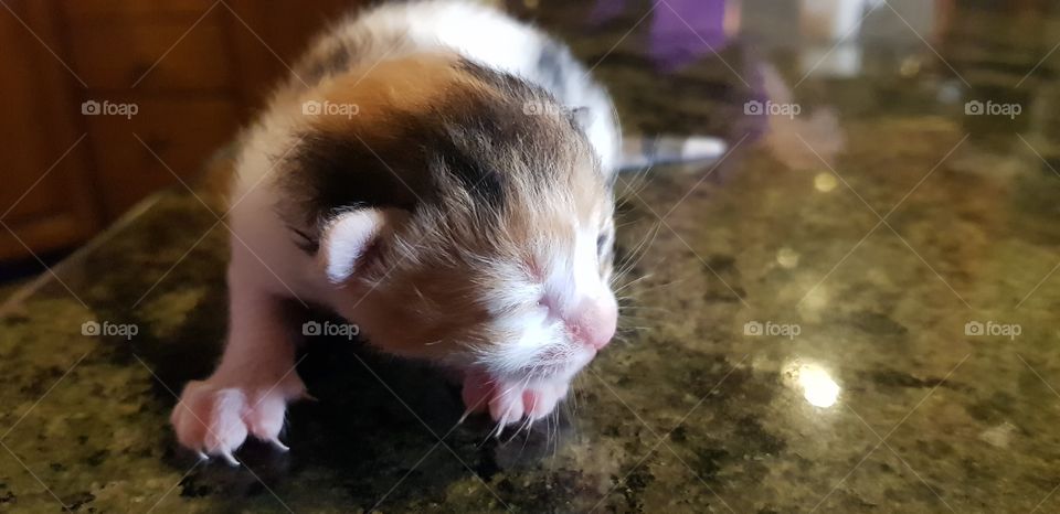 Kitten just born