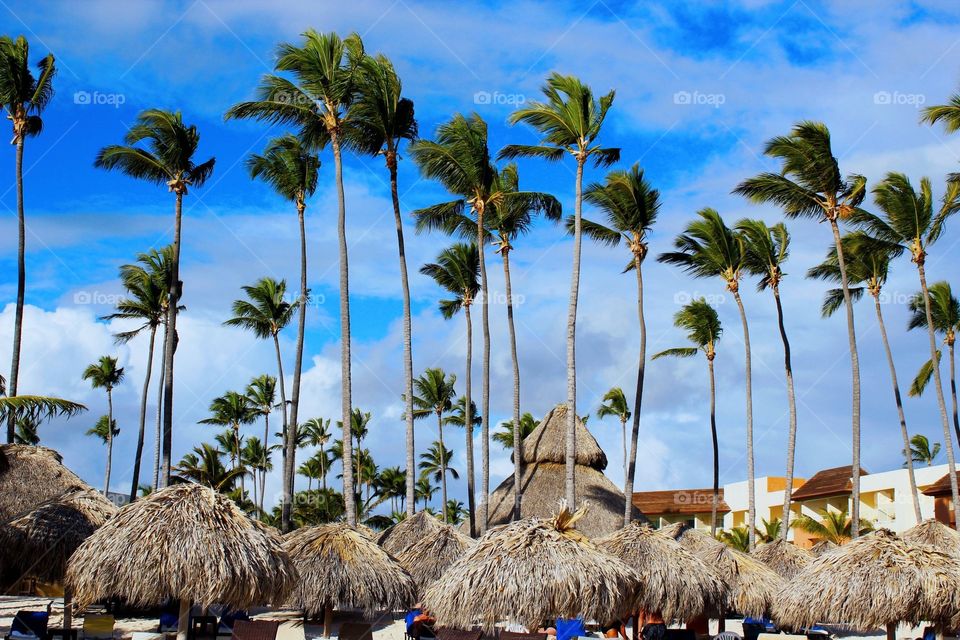 Tall Palm trees on the beach 