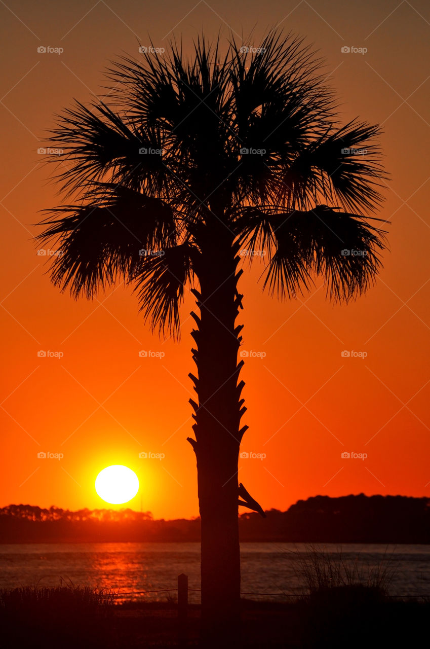 A low country sunset silhouettes a Palmetto tree.
