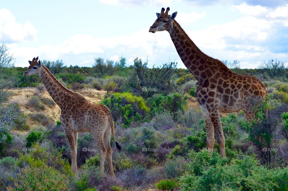 Two giraffe standing on grassy land