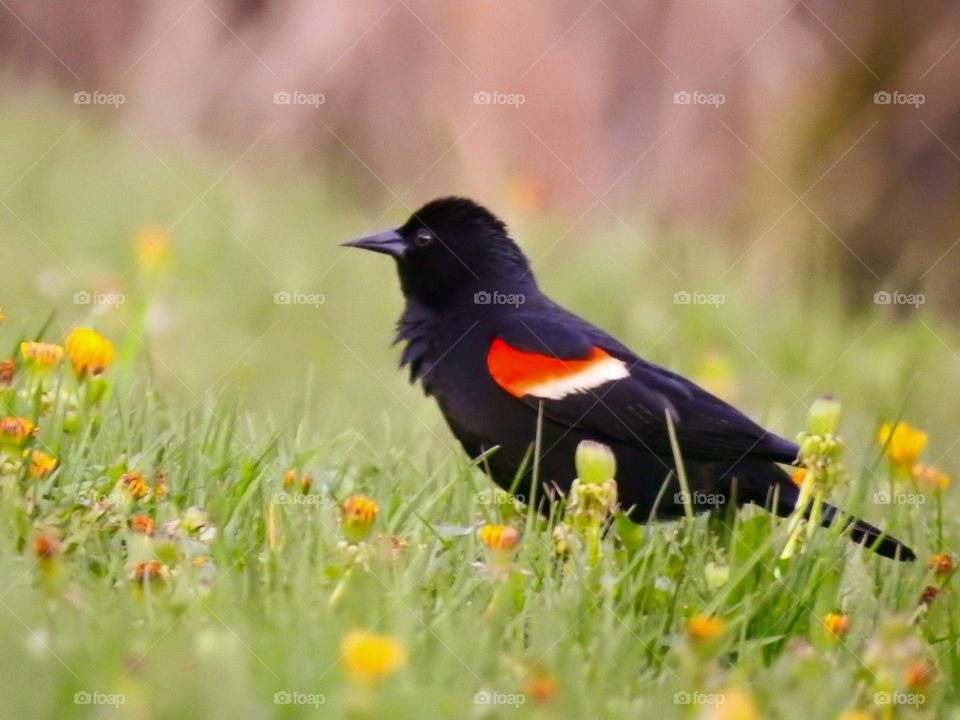 Red-winged blackbird