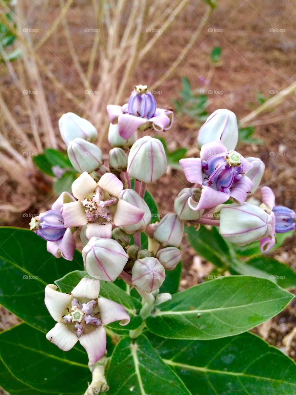 Close-up of flowering plant