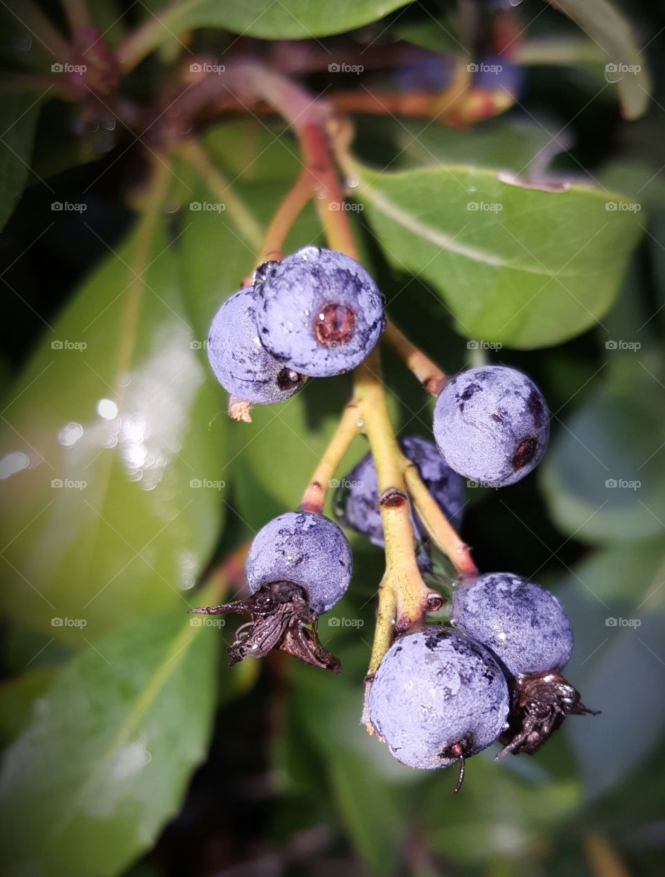 purple berries