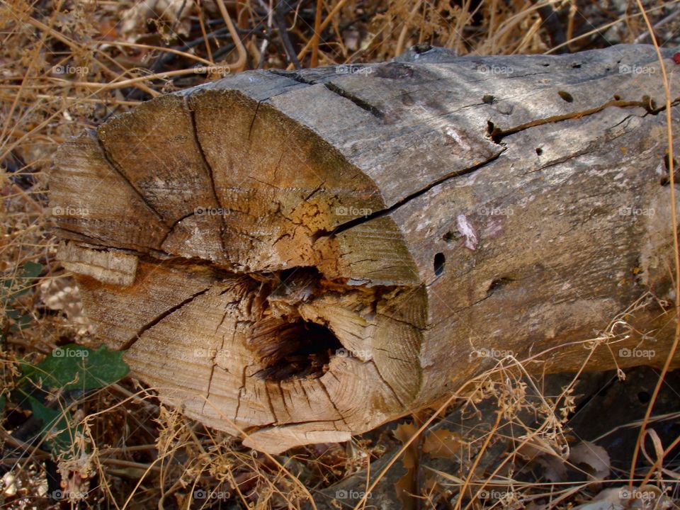 Wood log