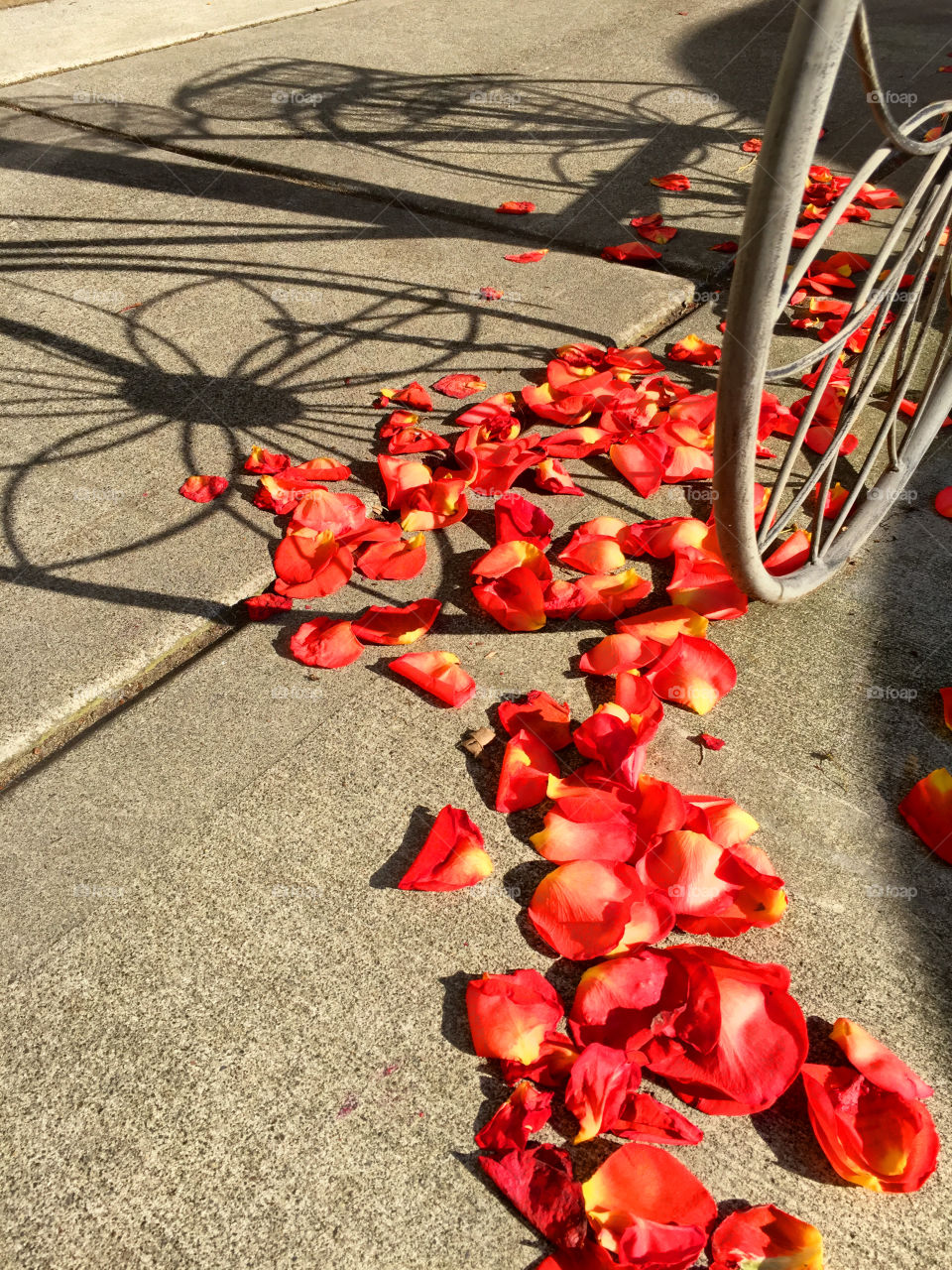 Bicycle Petals
