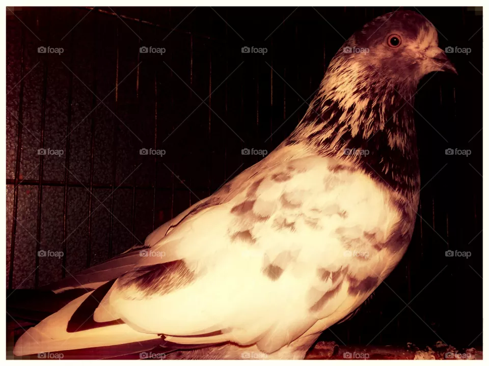 pigeon