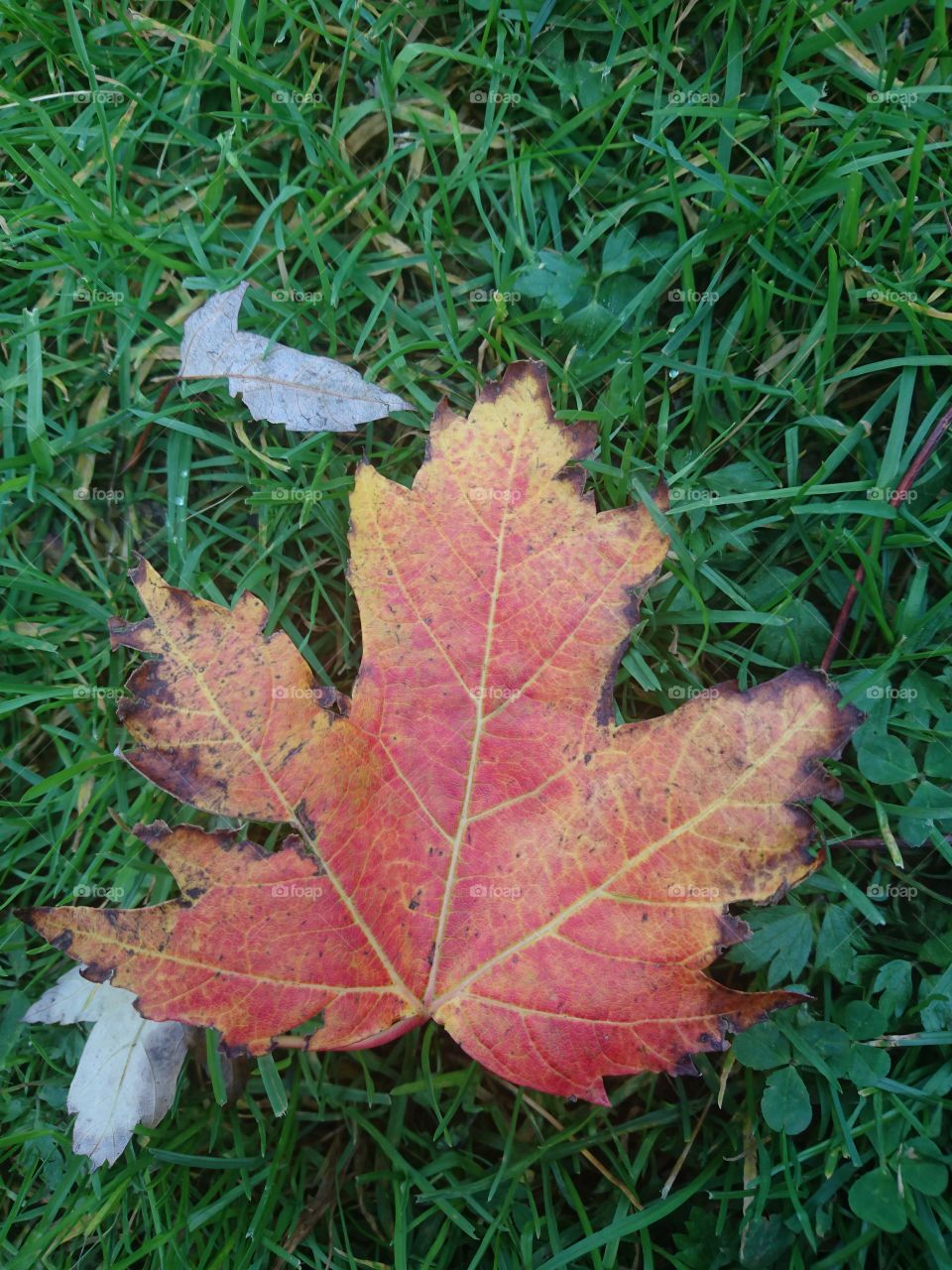 autumn maple leaf