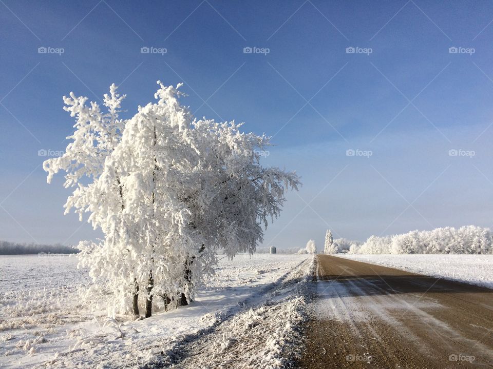 Frosty winter day 