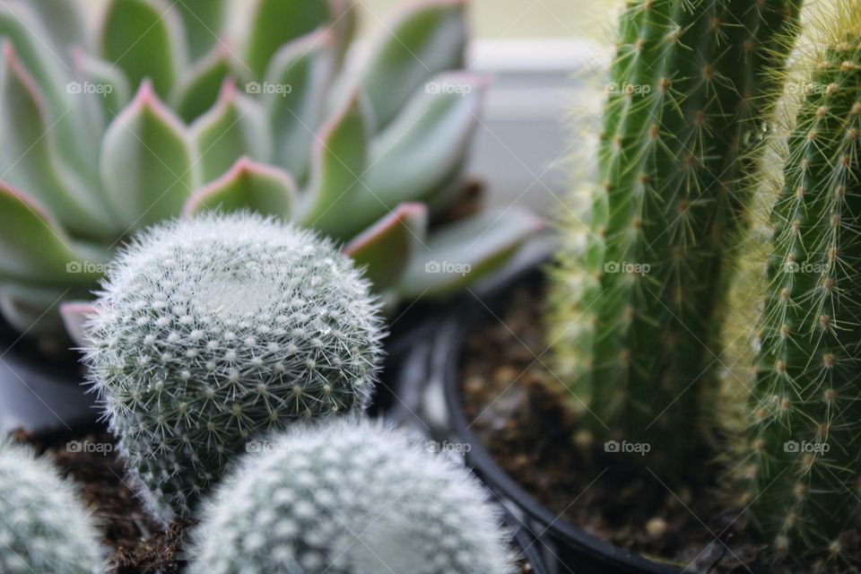 my succulent plants by our window