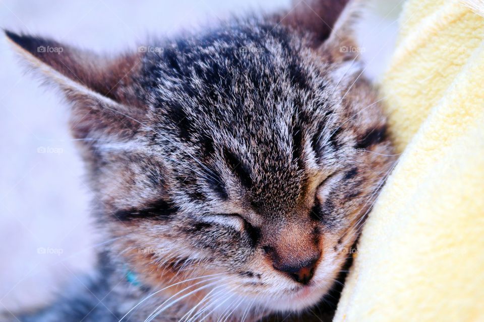 The Cat Without The Hat