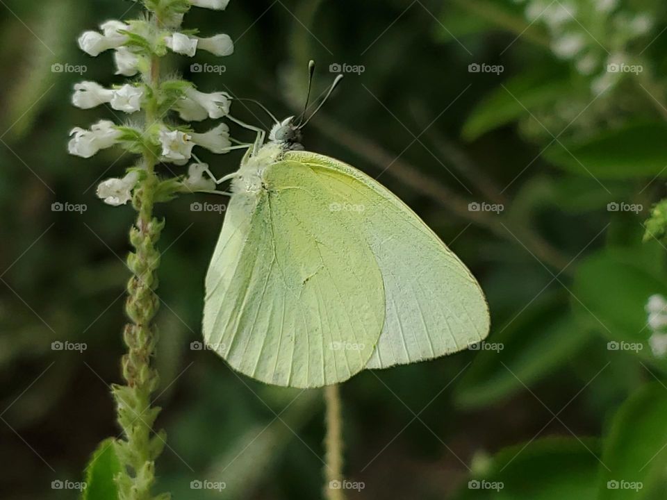 Pale yellow butterfly