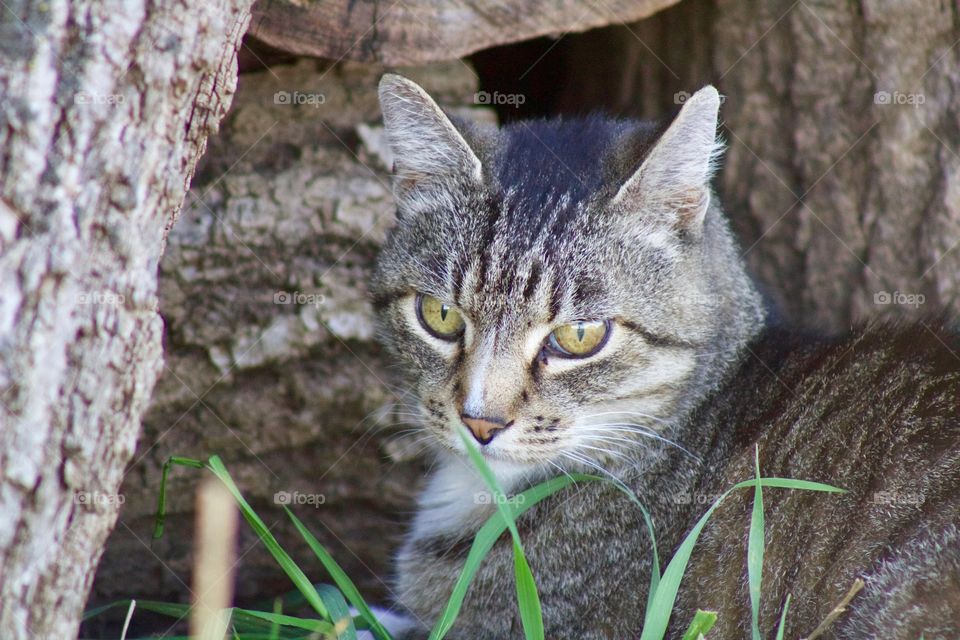 A grey tabby waits patiently by a woodpile for prey he thinks he’s detected 
