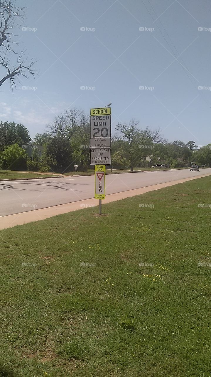 SCHOOL ZONE BIRD. IT'S HARD TO GET A BIRD TO SIT STILL