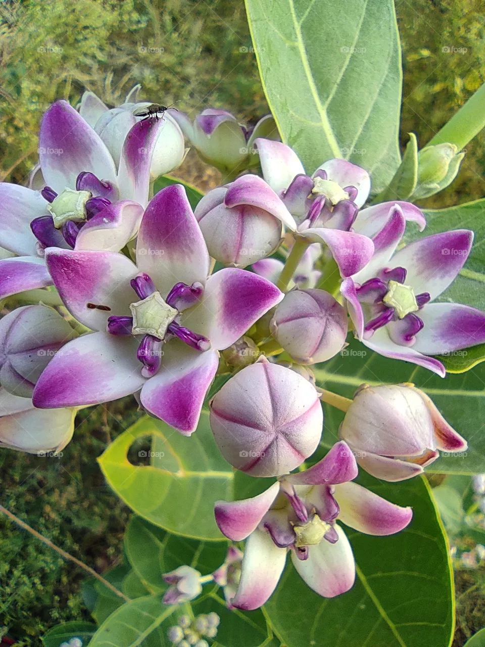 beautiful flowers