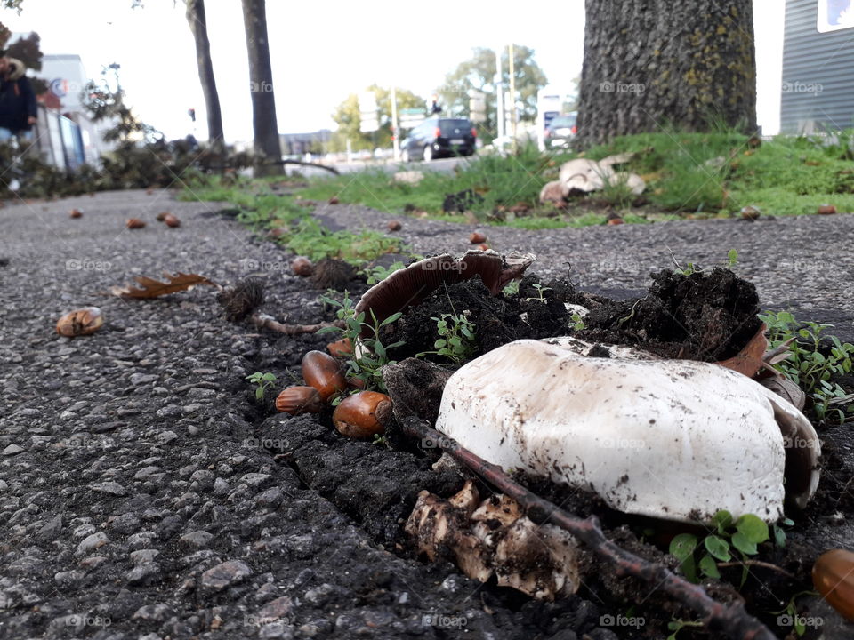 Mushrooms growing on the pavement