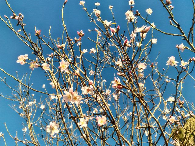branch