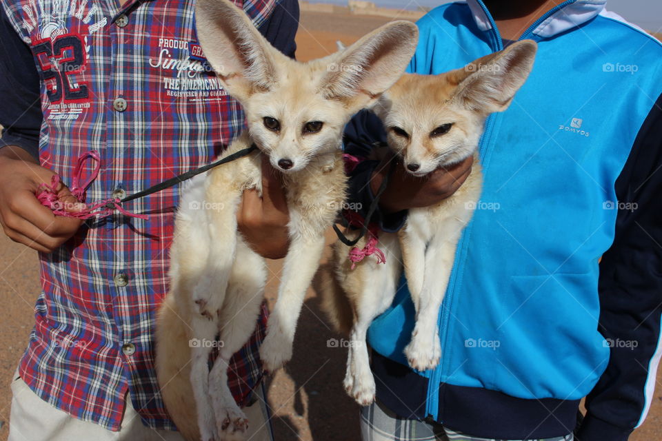 Fennecs, Merzouga