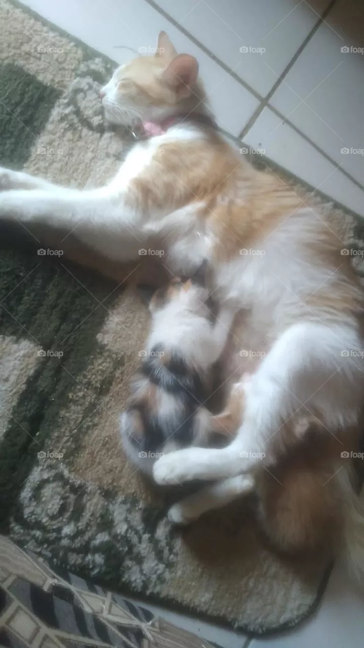Mommy cat& baby kitten ❗️
