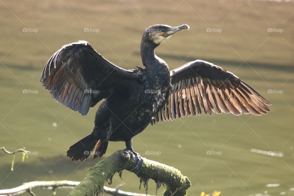 cormorant
