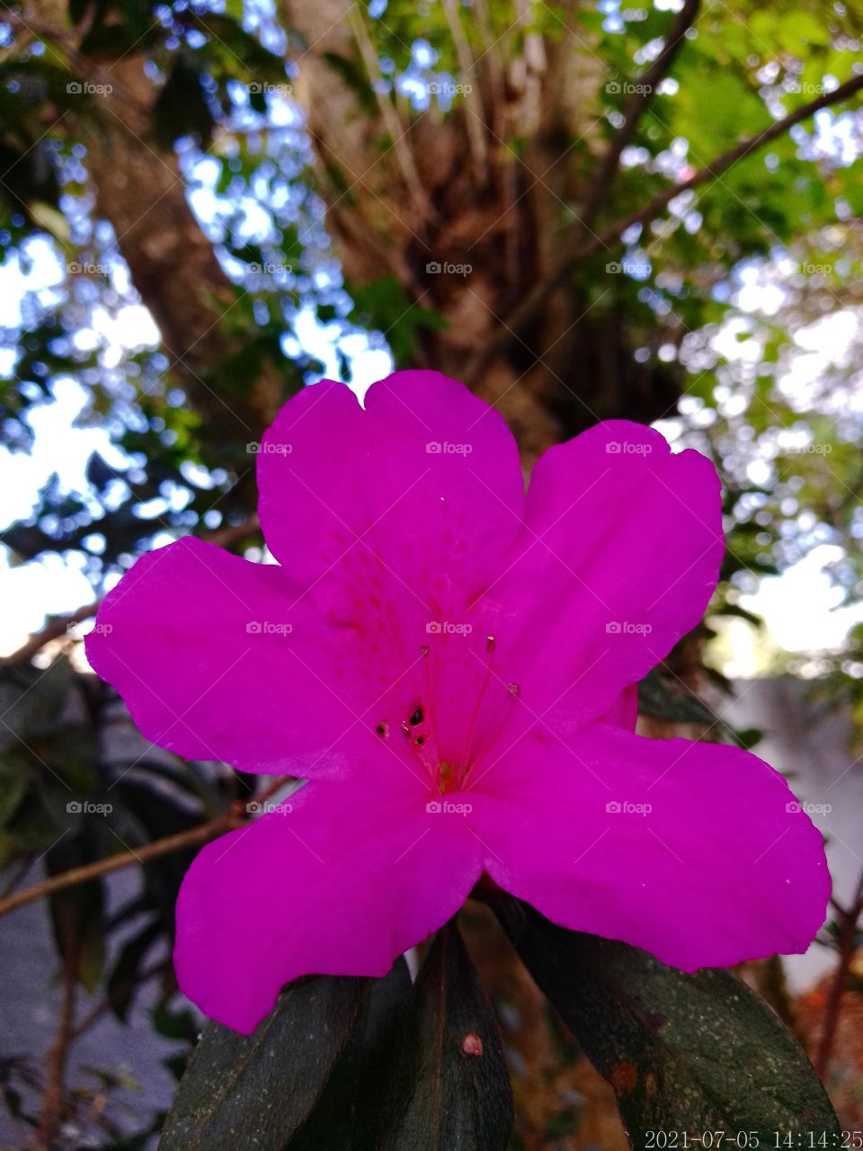 flor do Manacá