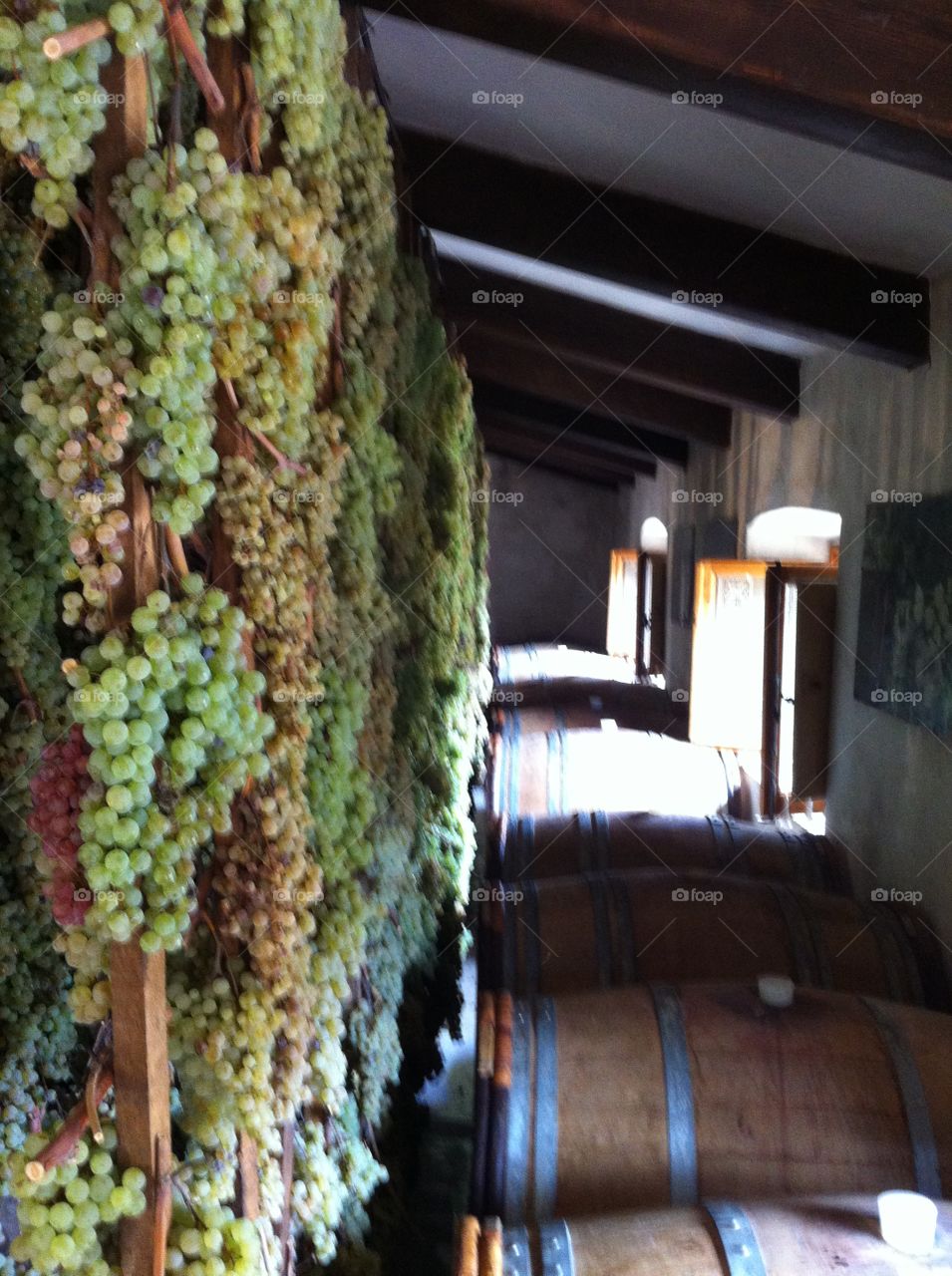 Grapes ready in winery with barrels