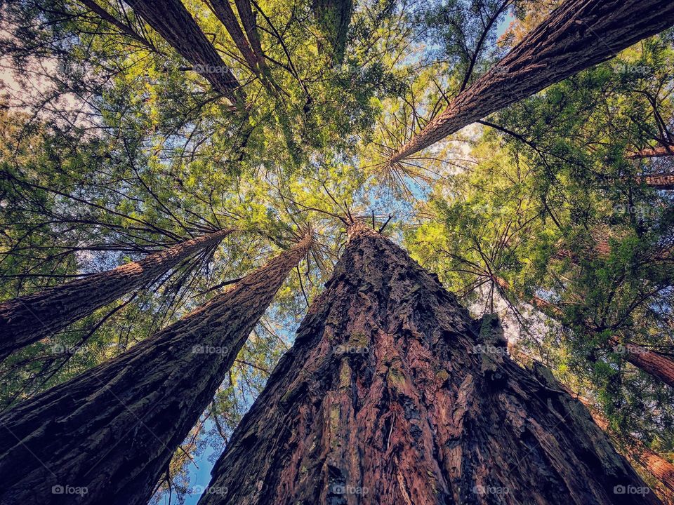 Redwood giants