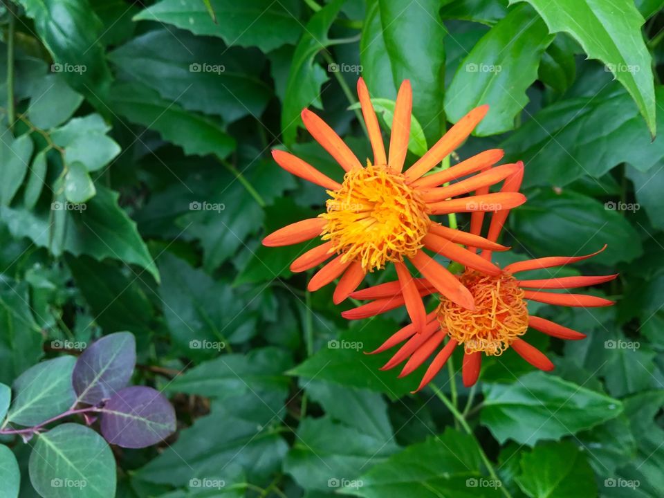 Small orange flowers with an amazing weaved center
