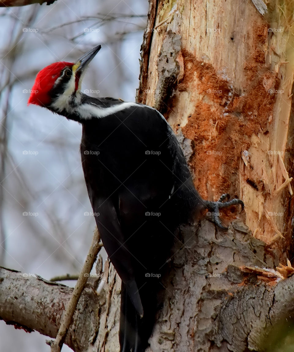 Woodpecker perching on tree trunk