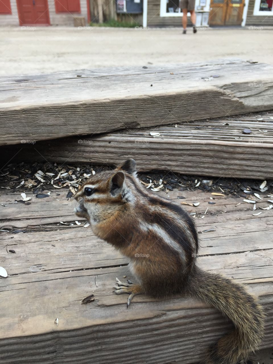 Chipmunk . So cute