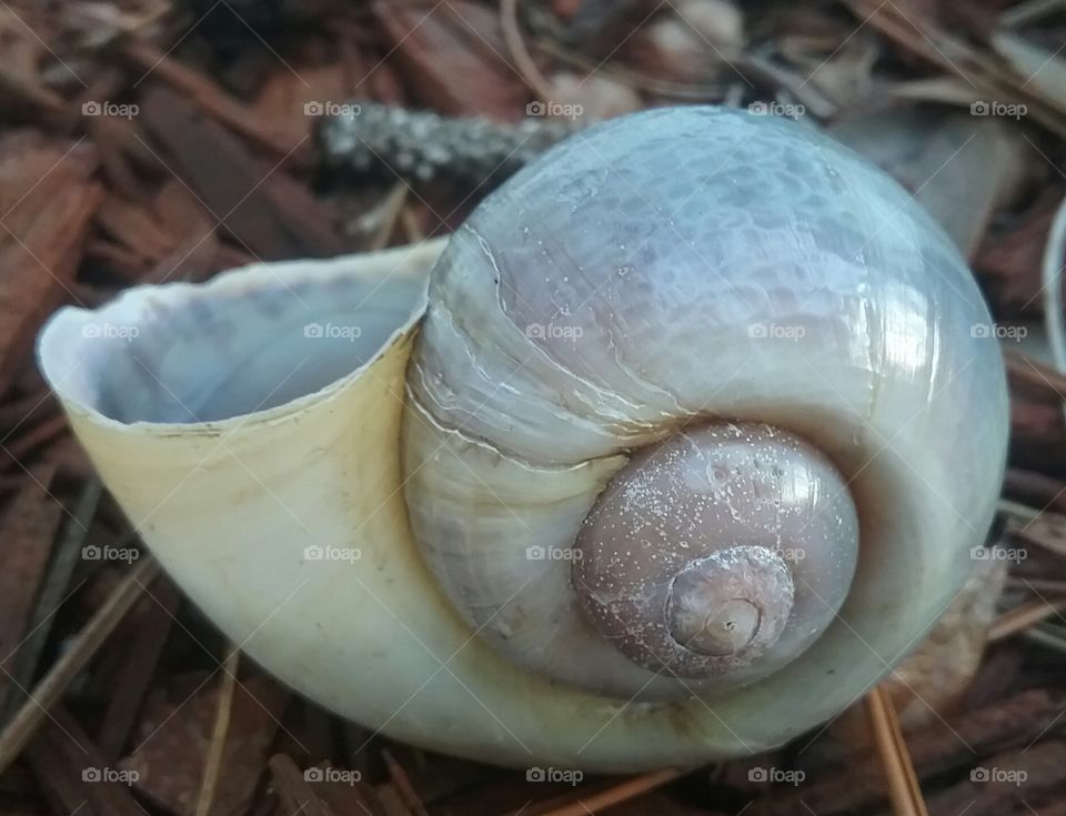 Where Did The Snail Go?