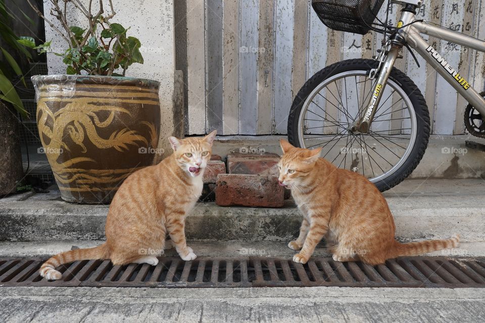 Two orange cats standing together 