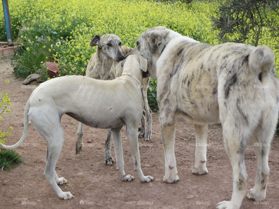refuge dogs of Spain