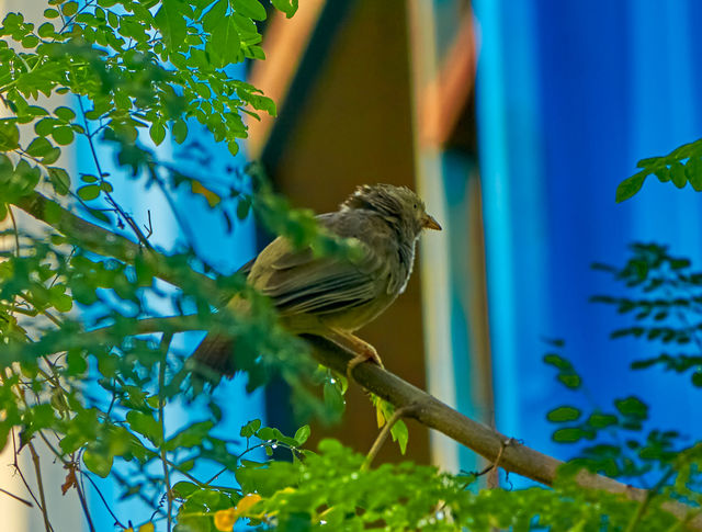 Bird photography  - yellow babbler