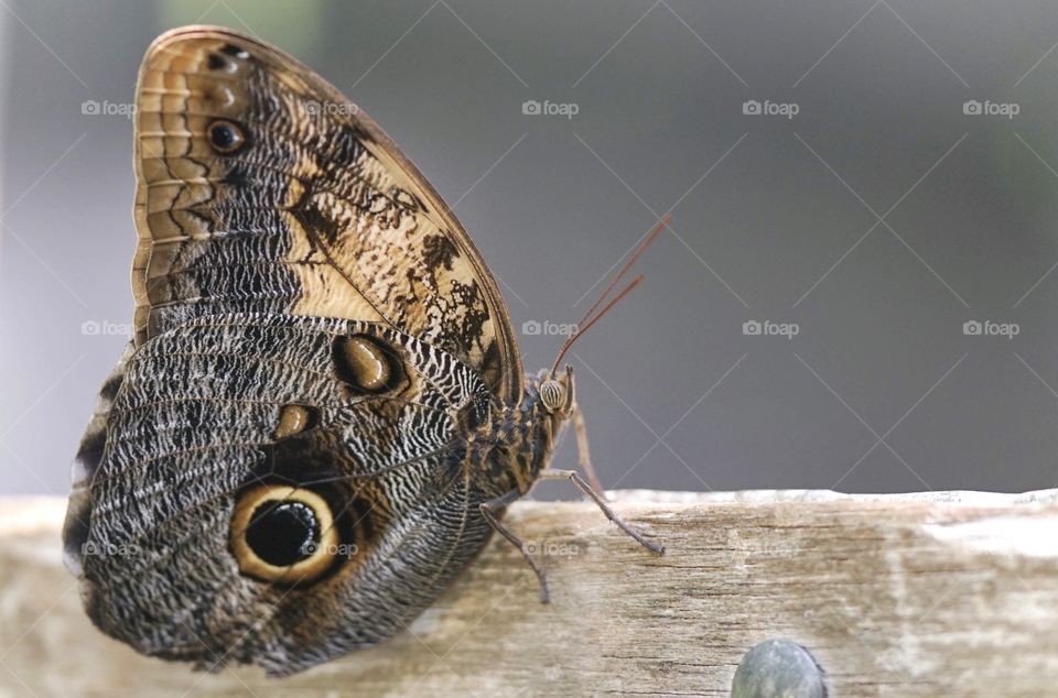 Butterfly Close-Up
