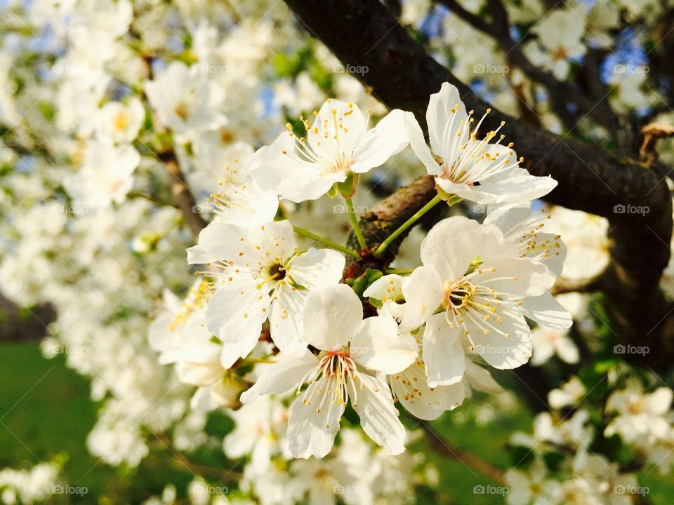Close-up of white flowers