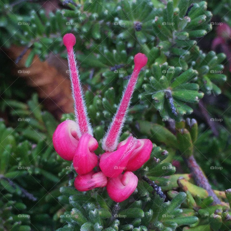 Wooly grevillea