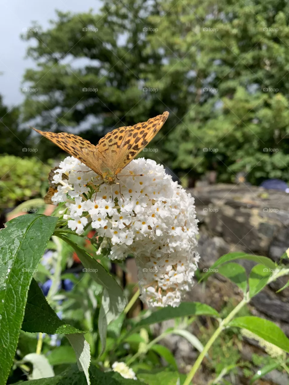 Butterfly on flower