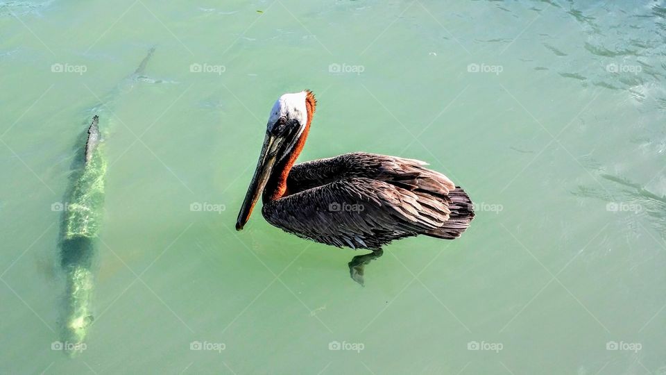Pelican